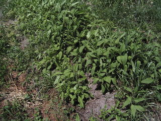 KIF_0065.JPG