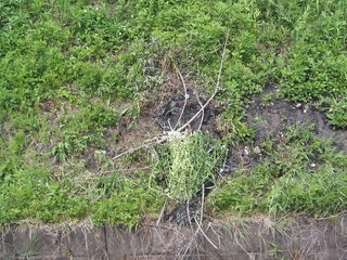 KIF_0165.JPG