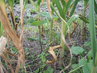 KIF_0183.JPG