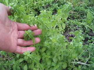 KIF_0188.JPG