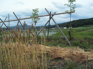 KIF_0250.JPG