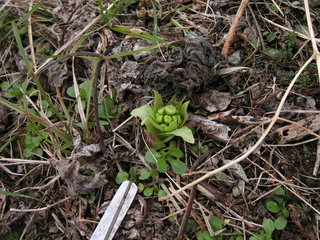 KIF_0270.JPG