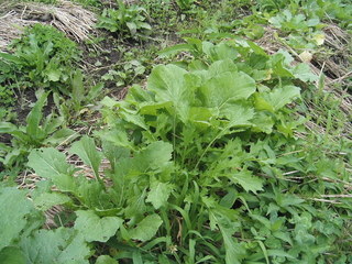 KIF_0347.JPG