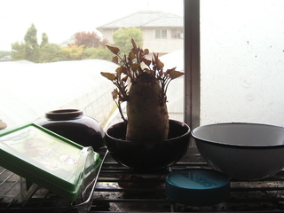 KIF_0371.JPG