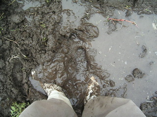 KIF_0390.JPG