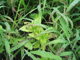 KIF_0486.JPG