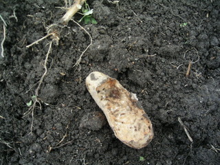 KIF_0529.JPG
