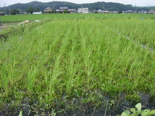 KIF_0881.JPG