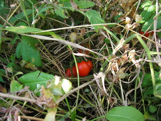 KIF_1193.JPG