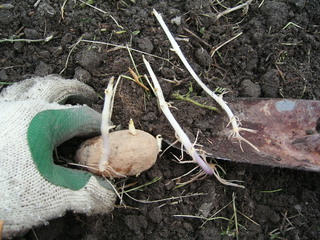 KIF_1210.JPG