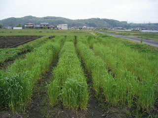 KIF_1211.JPG