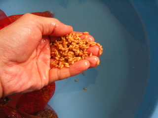 KIF_1245.JPG