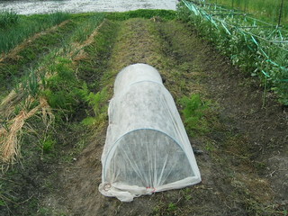 KIF_1263.JPG