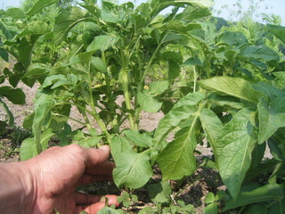 KIF_1343.JPG
