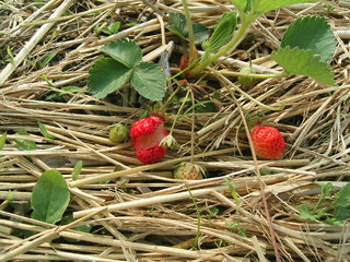 KIF_1346.JPG
