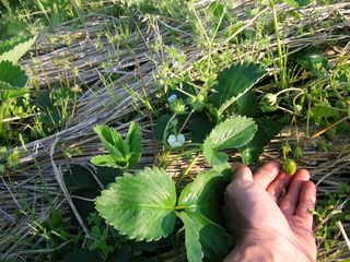 KIF_2011.JPG