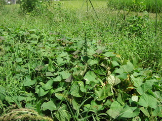 KIF_2828.JPG