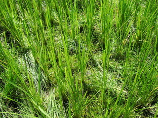 KIF_2886.JPG