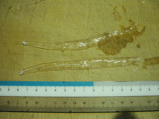 KIF_4017.JPG