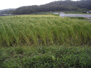 KIF_5070.jpg