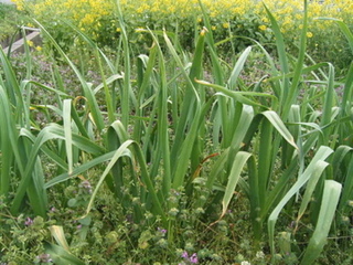 KIF_6949.jpg