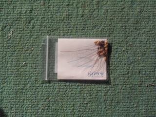 KIF_7207.jpg
