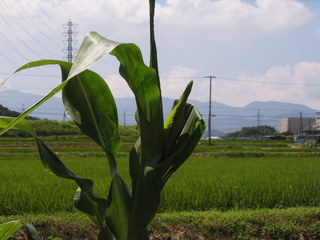 KIF_7492.JPG