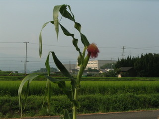 KIF_7537.JPG