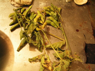 KIF_7618.JPG