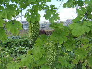 KIF_7624.JPG