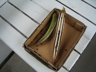 KIF_7775.JPG