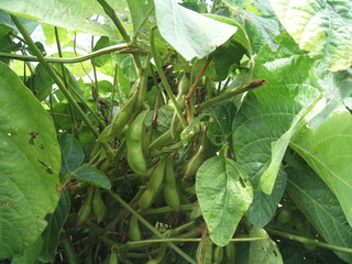 KIF_7844.JPG