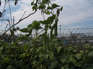 KIF_7845.JPG