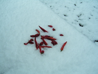 KIF_8248.JPG