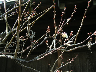 KIF_8300.JPG