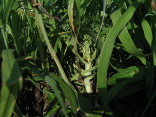 KIF_9053.JPG