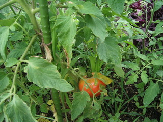 KIF_9069.JPG