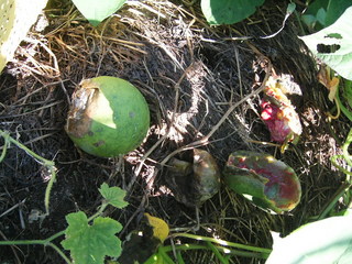 KIF_9545.JPG