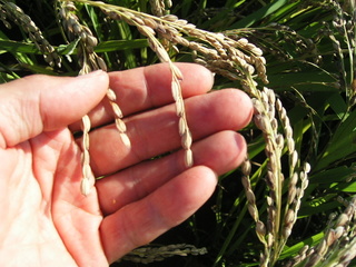 KIF_9594.JPG
