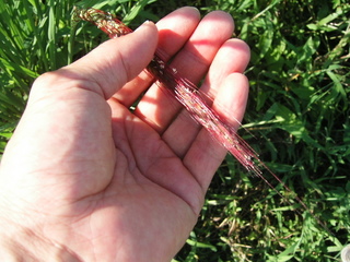 KIF_9596.JPG